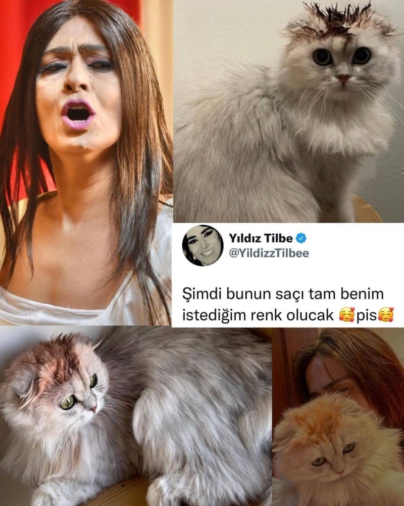 yildiz tilbe kedilerine kina yakti